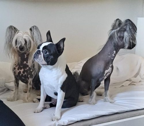 Muffin and his travel buddies Nappi and Tiesto